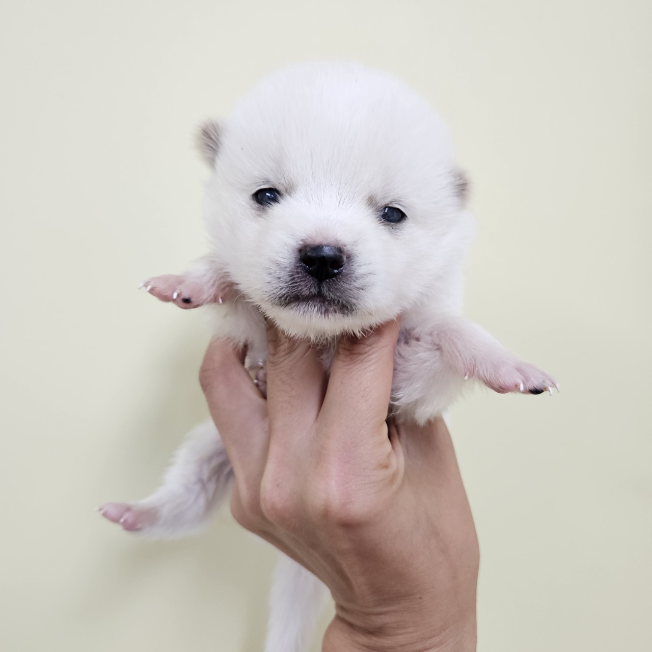 아산동물복지지원센터_444452202402084